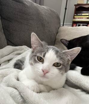 Rescue Domestic Short Hair Cats for Adoption in Calverton, Maryland - Berta | PetCurious