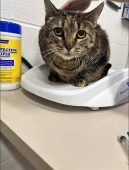 Domestic Short Hair Cats Available for Adoption in St. Peters, Missouri - MAMA FLOOD | PetCurious