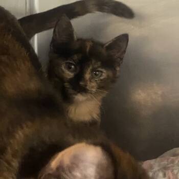 Rescue Domestic Short Hair Cats for Adoption in Huntington, West Virginia - Rotini | PetCurious