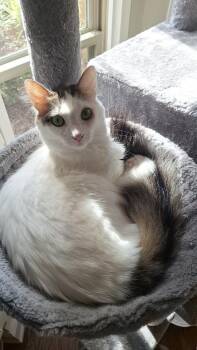 Rescue Domestic Short Hair Cats for Adoption in Magnolia Springs, Alabama - Bon Jovi | PetCurious