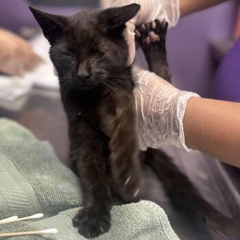 Domestic Short Hair Cats Available for Adoption in Newark, New Jersey - Moth Man | PetCurious