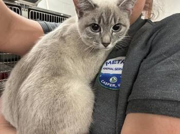 WILLOW -  Siamese Cat for Adoption in Casper, Wyoming - WILLOW | PetCurious