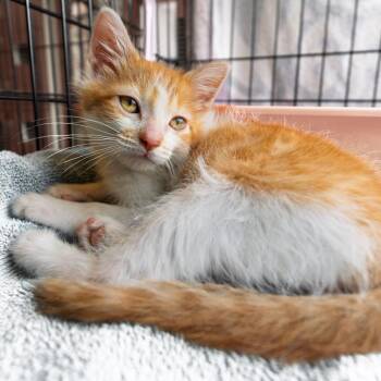 Vibes -  Domestic Short Hair Cat for Adoption in South Elgin, Illinois - Vibes | PetCurious