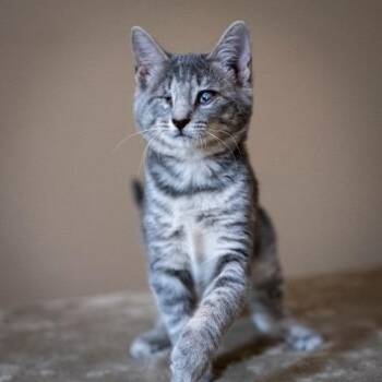Steel -  Domestic Short Hair Cat for Adoption in Las Cruces, New Mexico - Steel | PetCurious