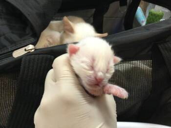 ECLIPSE -  Domestic Short Hair Cat for Adoption in Thousand Palms, California - ECLIPSE | PetCurious