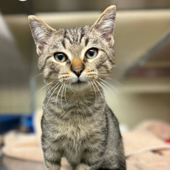 Rescue Domestic Short Hair Cats for Adoption in Concord, North Carolina - Wheat | PetCurious