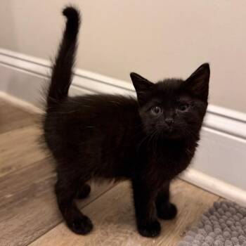 Lincoln -  Domestic Short Hair Cat for Adoption in Marshall, Virginia - Lincoln | PetCurious