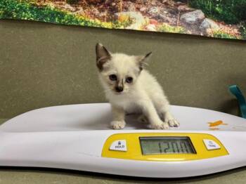 A551653 -  Domestic Short Hair Cat for Adoption in Moreno Valley, California - A551653 | PetCurious