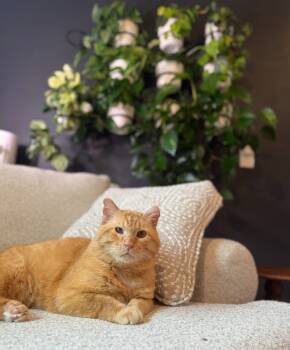 Rescue Domestic Short Hair Cats for Adoption in Minneapolis, Minnesota - Timber (FIV+) | PetCurious