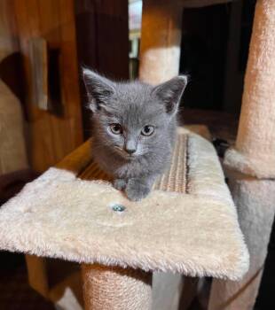 Willow -  Domestic Short Hair Cat for Adoption in Fort Payne, Alabama - Willow | PetCurious