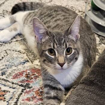 Quincey -  Domestic Short Hair and Tabby Cat for Adoption in Omaha, Nebraska - Quincey | PetCurious