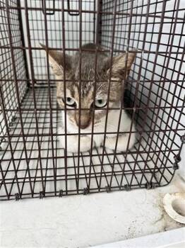 Domestic Short Hair Cats Available for Adoption in Houston, Texas - A655577 | PetCurious