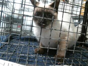 Siamese and Domestic Short Hair Cats Available for Adoption - A2063137 | PetCurious
