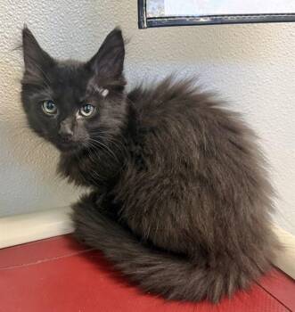 ELLIE -  Domestic Medium Hair Cat for Adoption in Sarasota, Florida - ELLIE | PetCurious