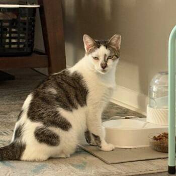 Eeyore -  Domestic Short Hair Cat for Adoption in Tampa, Florida - Eeyore | PetCurious
