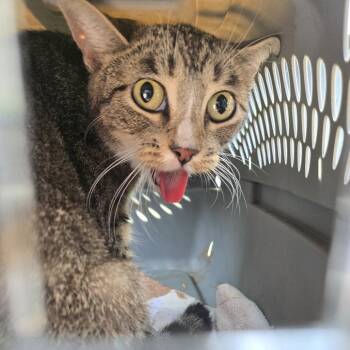Catelyn -  Domestic Short Hair Cat for Adoption in Newark, New Jersey - Catelyn | PetCurious