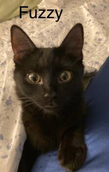Fuzzy -  Domestic Medium Hair Cat for Adoption in Winter Garden, Florida - Fuzzy | PetCurious