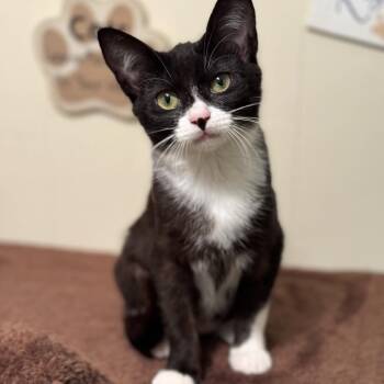 Domestic Short Hair Cats Available for Adoption in Folsom, Louisiana - Penelope | PetCurious