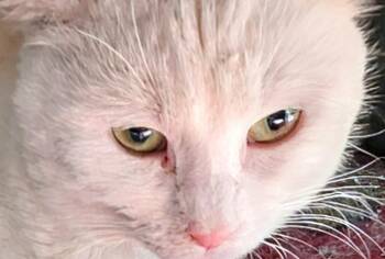 Rescue Domestic Short Hair Cats for Adoption in Export, Pennsylvania - Galahad | PetCurious