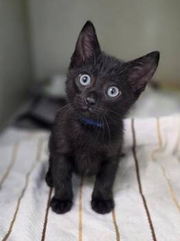 Blue Jolly Rancher -  Domestic Short Hair Cat for Adoption in Westland, Michigan - Blue Jolly Rancher | PetCurious