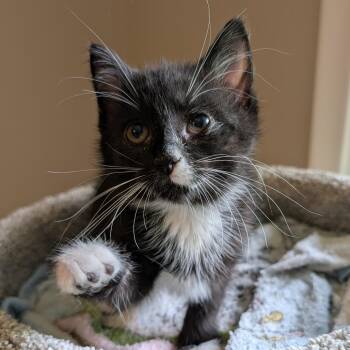 Kicker Chips 56140 -  Domestic Short Hair Cat for Adoption in Eaton Rapids, Michigan - Kicker Chips 56140 | PetCurious