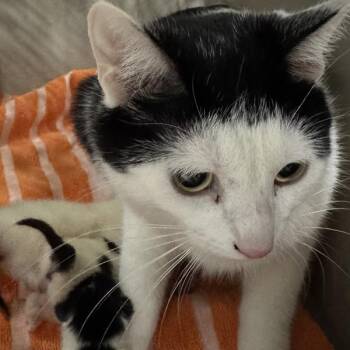 Thin Mint -  Domestic Short Hair Cat for Adoption in Des Moines, Iowa - Thin Mint | PetCurious