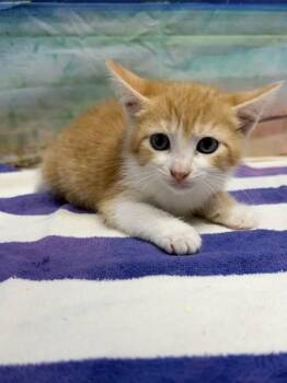 Lily Pad -  Domestic Short Hair Cat for Adoption in San Antonio, Texas - Lily Pad | PetCurious