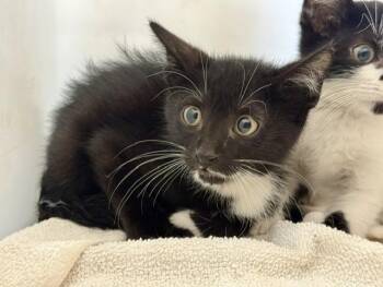 PEACHES -  Domestic Short Hair Cat for Adoption in Rowlett, Texas - PEACHES | PetCurious