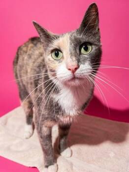 EREN -  Domestic Short Hair Cat for Adoption in Jacksonville, Florida - EREN | PetCurious