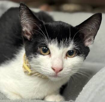 Domestic Short Hair Cats Available for Adoption in Carthage, Missouri - Lolly | PetCurious