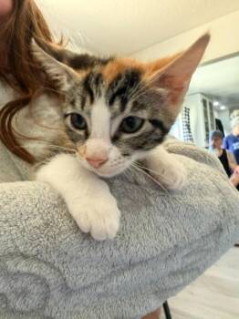Nala -  Domestic Short Hair Cat Available for Adoption in Los Angeles, California - Nala | PetCurious