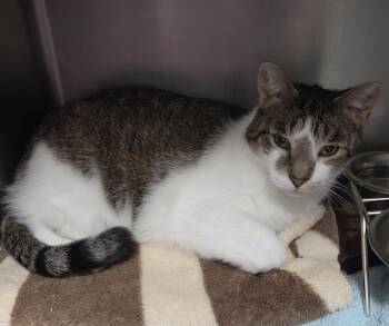 A Cappella -  Domestic Short Hair Cat for Adoption in Plover, Wisconsin - A Cappella | PetCurious