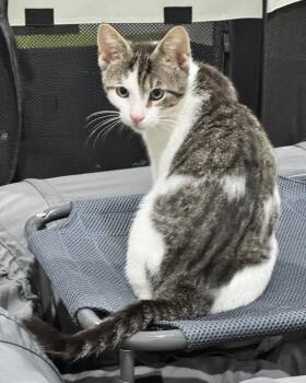 Jimmie -  Domestic Short Hair Cat for Adoption in Scranton, Pennsylvania - Jimmie | PetCurious