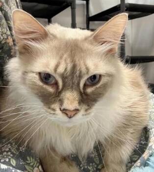 Ragdoll Cats Available for Adoption in Madison, Wisconsin - BUBBA | PetCurious