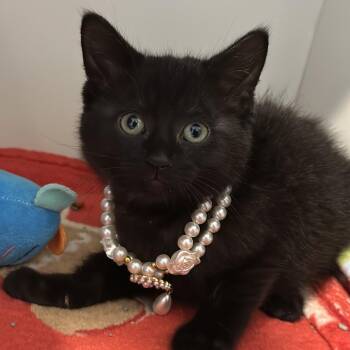 Domestic Short Hair Cats Available for Adoption in Matteson, Illinois - Arizona Tea | PetCurious