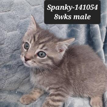 Domestic Short Hair Cats Available for Adoption in New Tazewell, Tennessee - Spanky | PetCurious