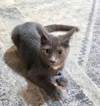 Blue Moon -  Russian Blue and Domestic Short Hair Cat for Adoption in Cary, North Carolina - Blue Moon | PetCurious