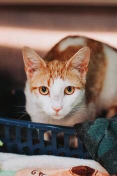 Domestic Short Hair Cats Available for Adoption in North Charleston, South Carolina - 92472A Sheldon- PetSmart Mt Pleasant | PetCurious
