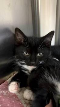 Domestic Short Hair Cats Available for Adoption in Pomona, New York - Cookie Dough | PetCurious