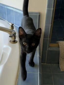 Angus -  Domestic Short Hair Cat for Adoption in Parlier, California - Angus | PetCurious