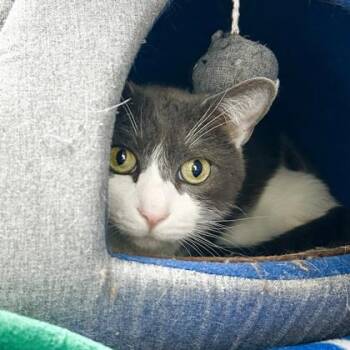 Bell -  Domestic Short Hair Cat for Adoption in Atlanta, Georgia - Bell | PetCurious