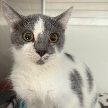 Brandie -  Domestic Short Hair Cat for Adoption in Cedaredge, Colorado - Brandie | PetCurious