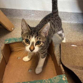 Maple -  Domestic Short Hair Cat for Adoption in Sarasota, Florida - Maple | PetCurious