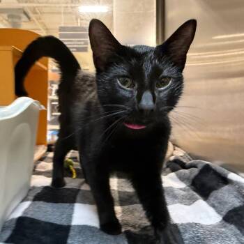 Shiny -  Domestic Short Hair Cat for Adoption in Brentwood, Missouri - Shiny | PetCurious