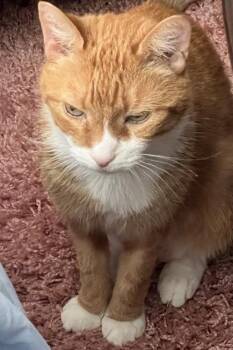 Sir Oliver Max -  Domestic Short Hair Cat Available for Adoption in Fairfax, Virginia - Sir Oliver Max | PetCurious