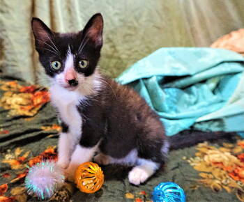 Rescue Tuxedo Cats for Adoption in Franklin, Tennessee - KITTEN ASH | PetCurious