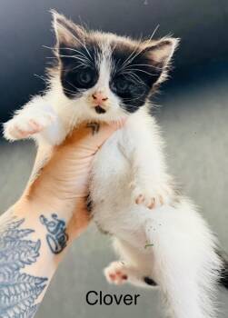 Domestic Short Hair Cats Available for Adoption in Fayetteville, Tennessee - Clover | PetCurious