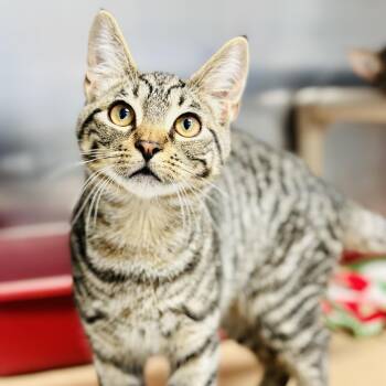 Domestic Short Hair Cats Available for Adoption in Stafford Township, New Jersey - Fitch  | PetCurious