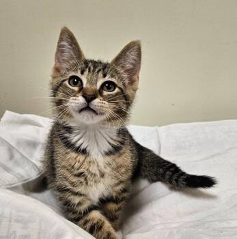 Legolas -  Domestic Short Hair Cat for Adoption in Fremont, Ohio - Legolas | PetCurious