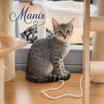 Manix 26-06-074 -  Domestic Short Hair Cat for Adoption in Bastrop, Texas - Manix 26-06-074 | PetCurious